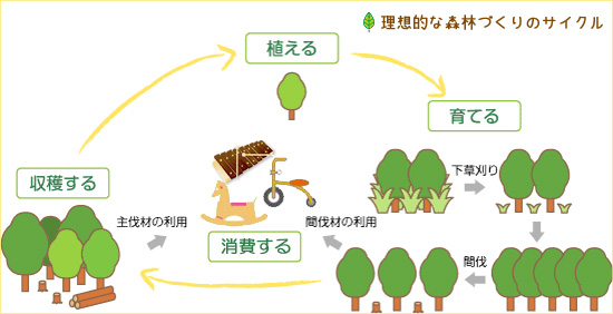 理想的な森林づくりのサイクル