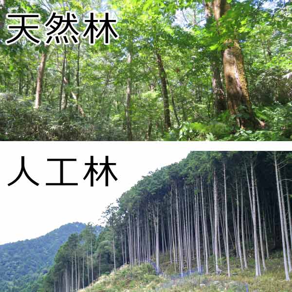 天然林と人工林